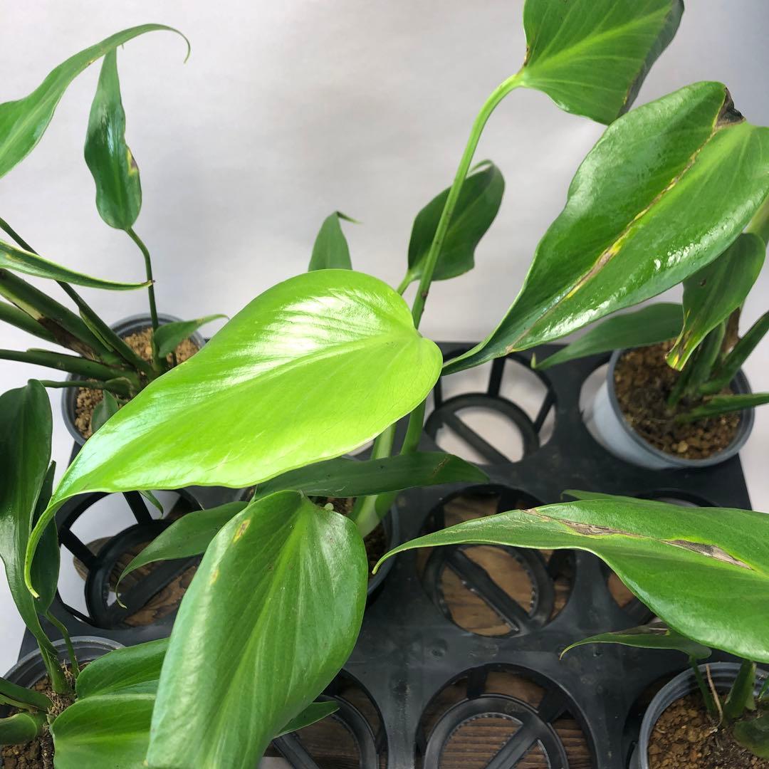 ち*え様 5株セットms58訳ありモンステラ バールマルクスフレーム