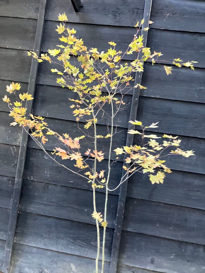 103 山採り　コハウチワカエデ