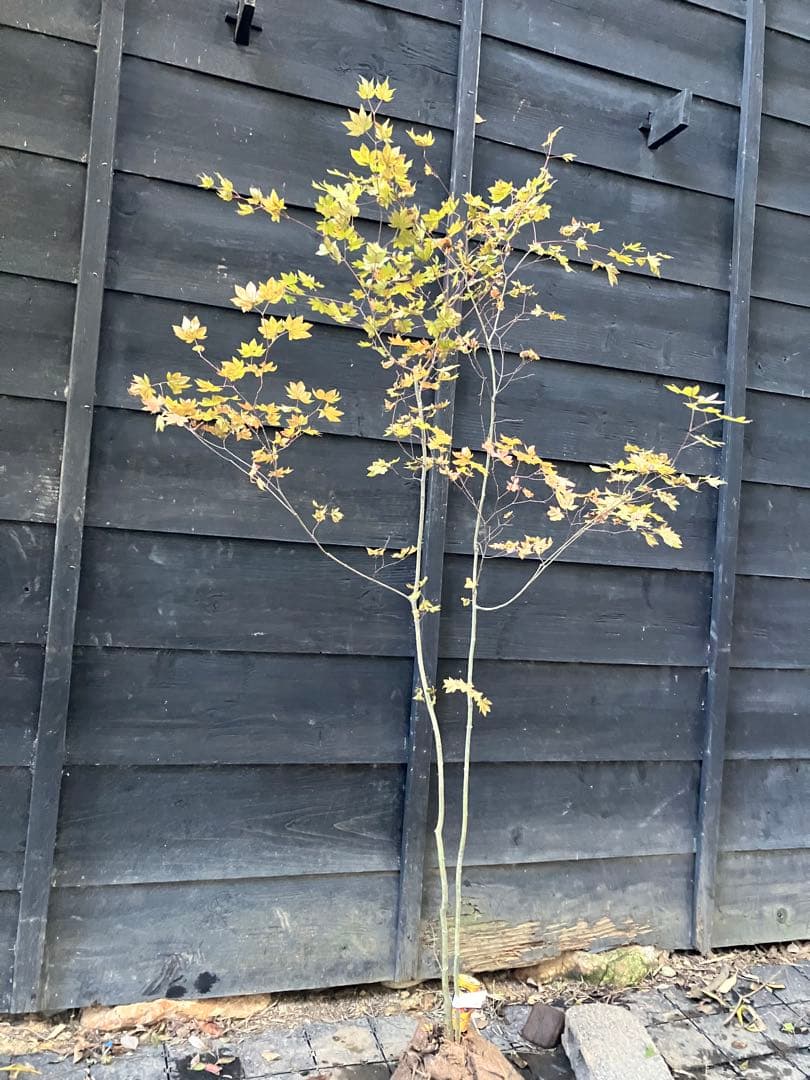 103 山採り　コハウチワカエデ