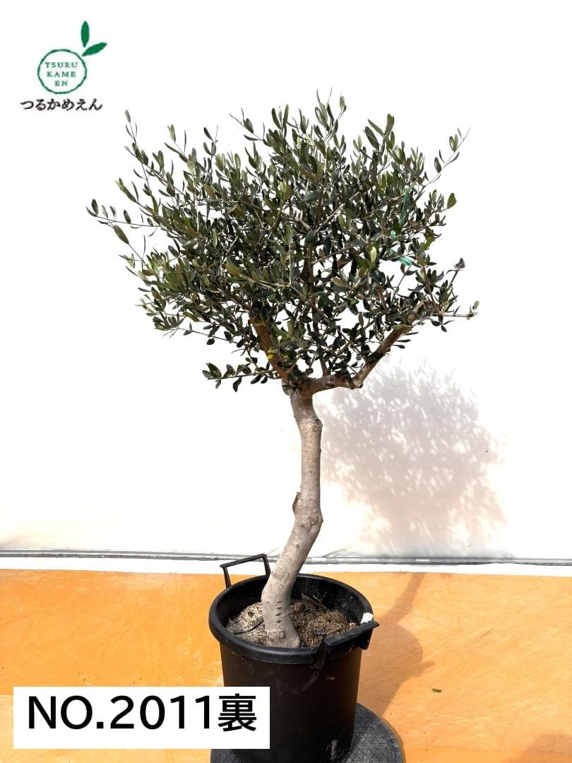 can様オリーブの木　ルッカ　約130cm　NO.2011　大型　人気品種