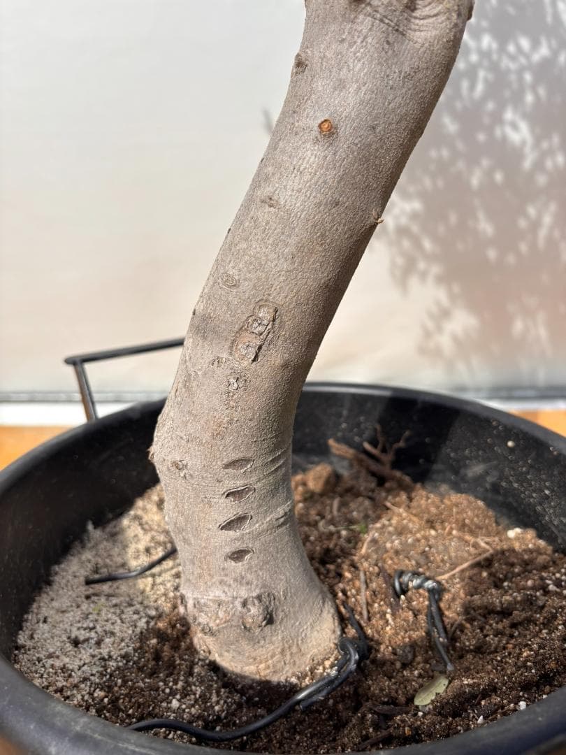 can様オリーブの木　ルッカ　約130cm　NO.2011　大型　人気品種