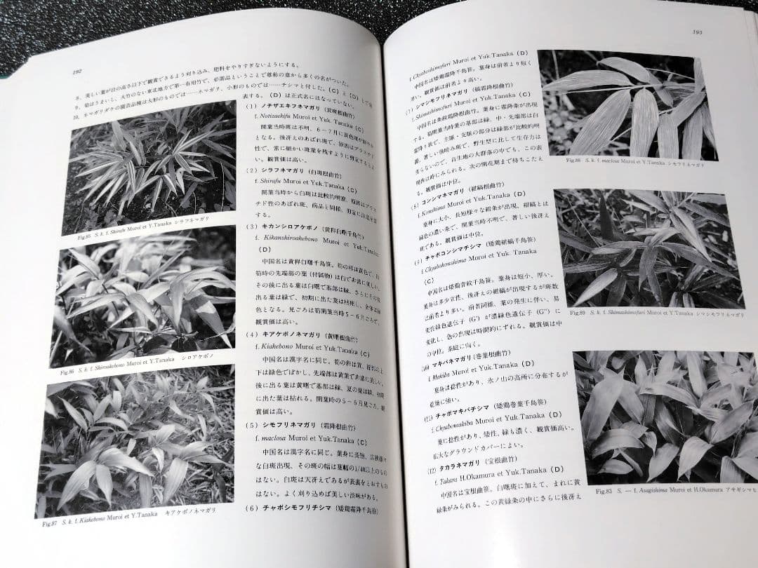 原色　日本園芸　竹笹総図説　岡村はた他　 はあと出版