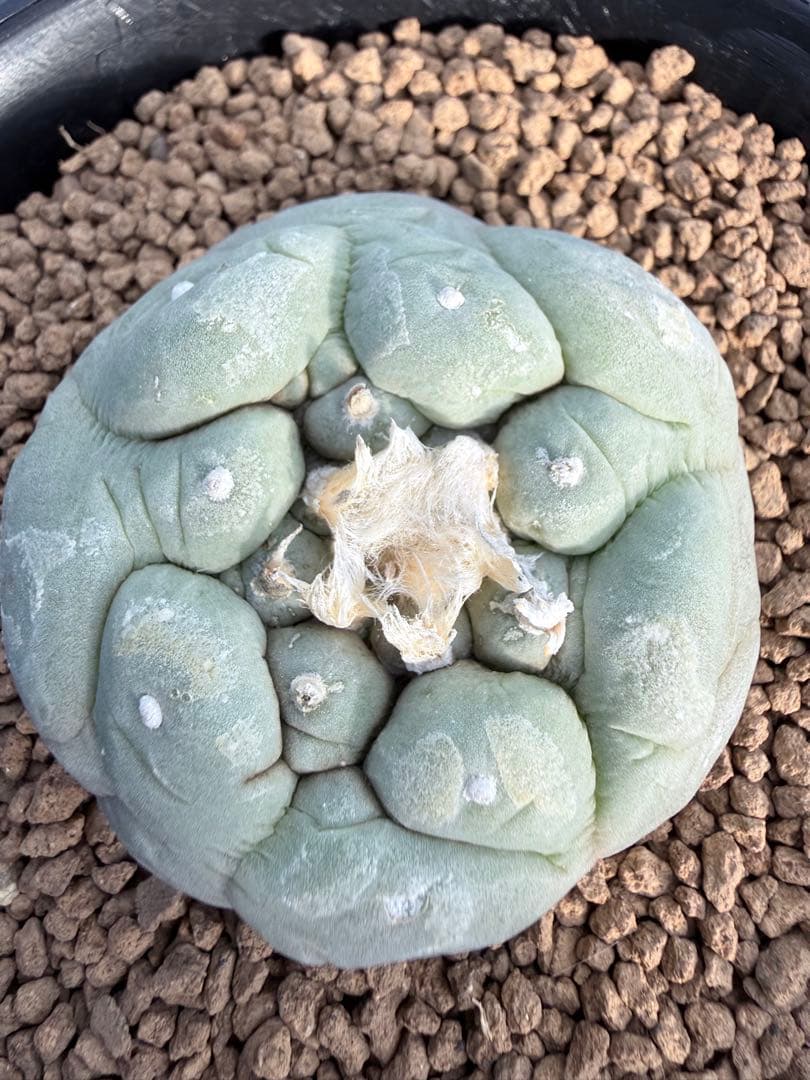 種永大疣銀冠玉　カキコ自根　サボテン ロホホラ　ロフォフォラ　鳥羽玉　テキサーナ