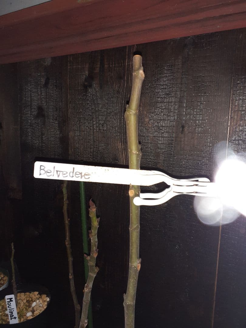 【専用】イチジク 穂木