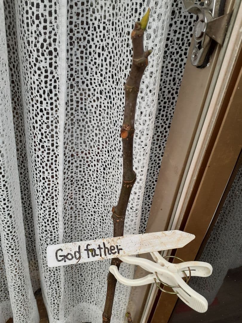 【専用】イチジク 穂木