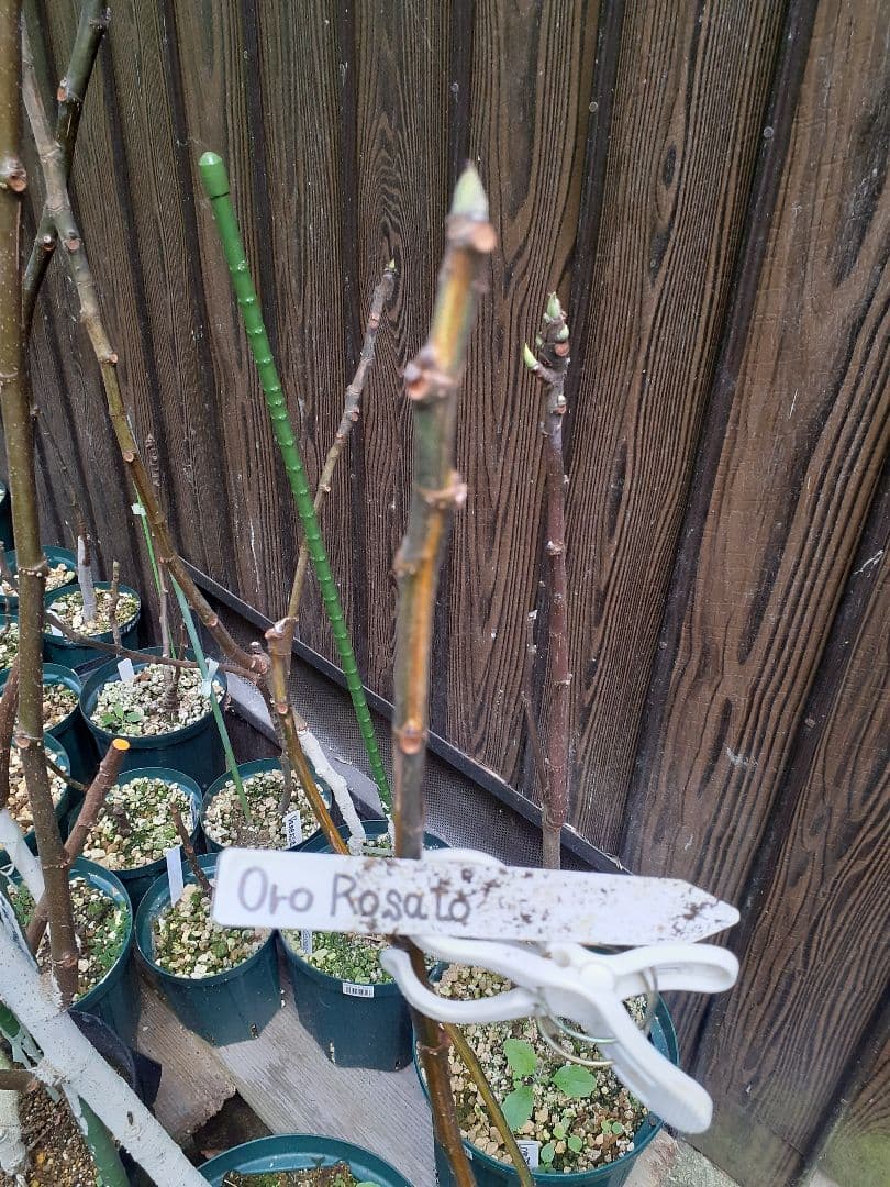 【専用】イチジク 穂木