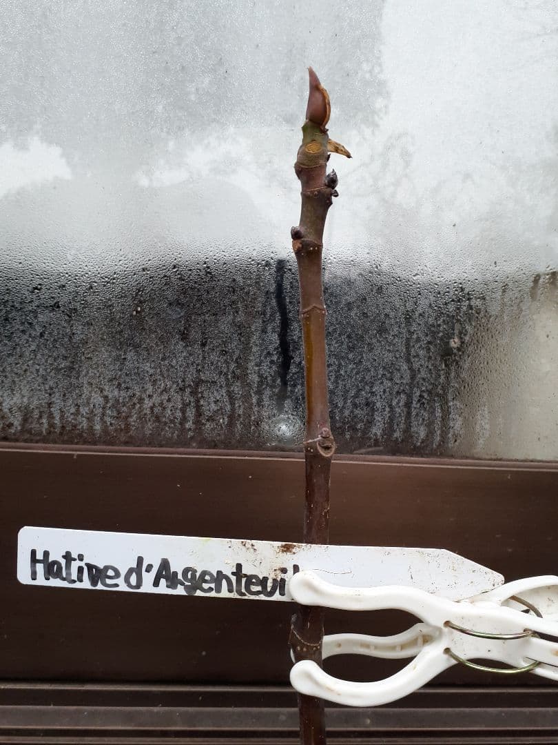 【専用】イチジク 穂木