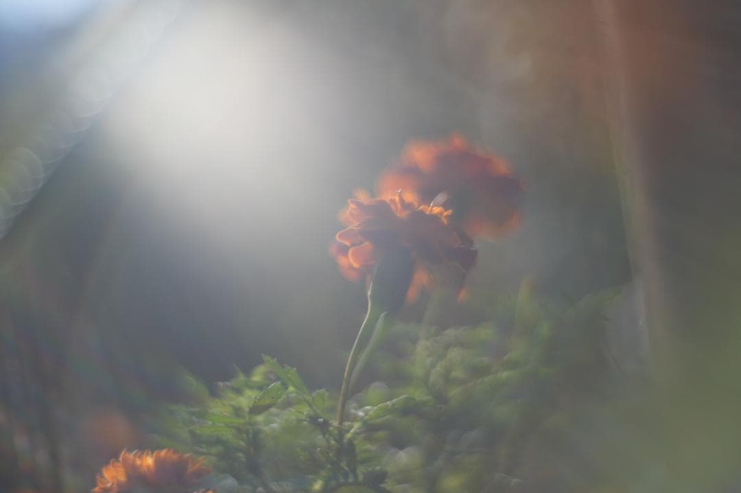 Primoplan 58mm f1.9V 整備済 マウントアダプタ付