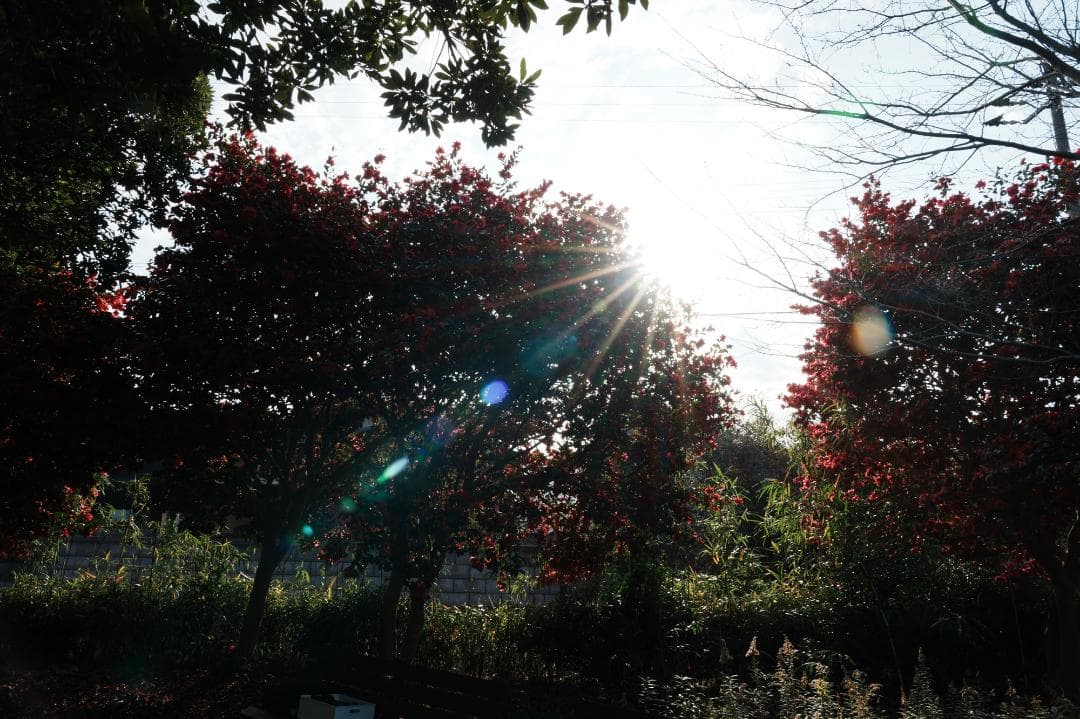 プロが選ぶ旅行最適レンズ SONY SEL24105G 美品 万能レンズ 579