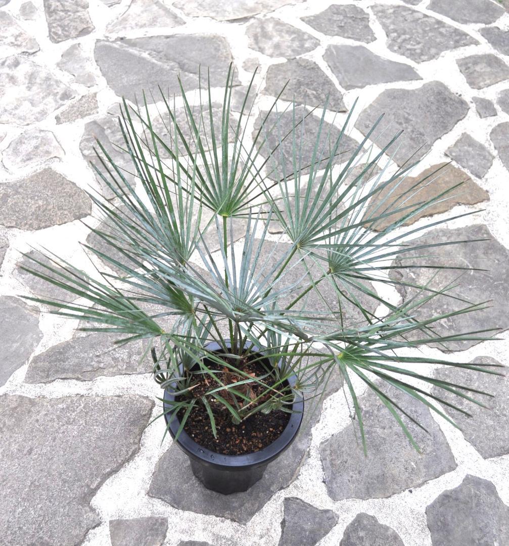 チャメロプス セリフェラ 8号 83cm