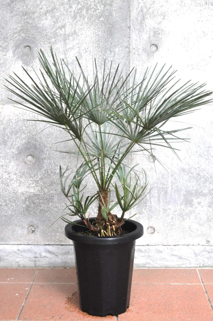 チャメロプス セリフェラ 8号 83cm