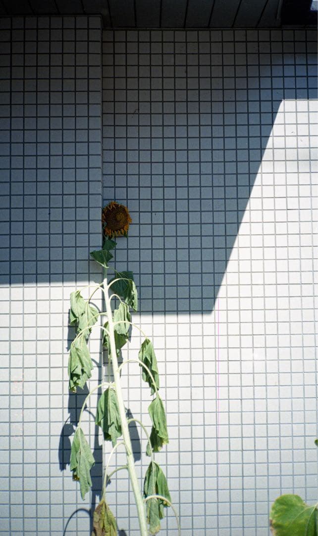 フィルムカメラ RICOH MF-1