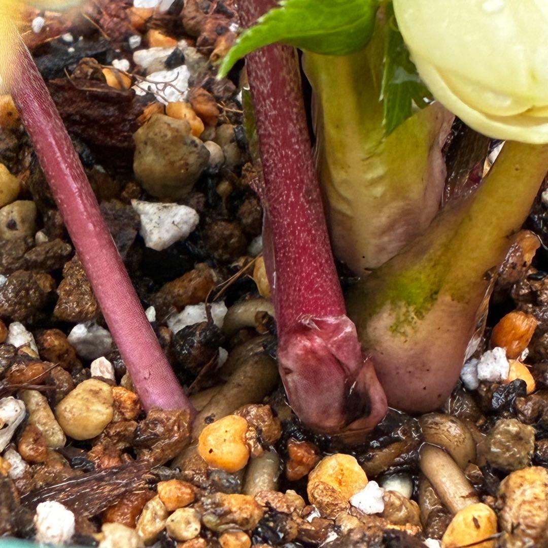 b*o様 3472☘️蕾タグ付☘️SD⭐️マリエ⭐️超小〜小輪カップ⭐️オーレア