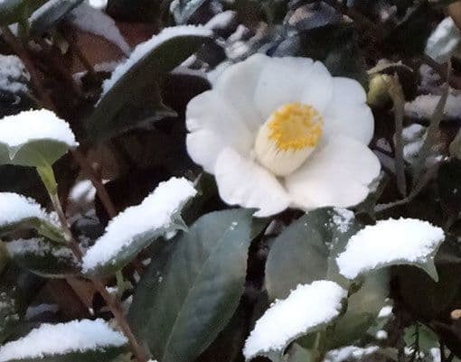 ヴィオレッタ様現品限り春色　白椿色のピアス　14kgf