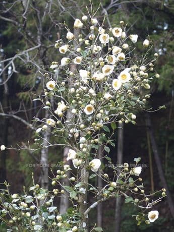 ヴィオレッタ様現品限り春色　白椿色のピアス　14kgf