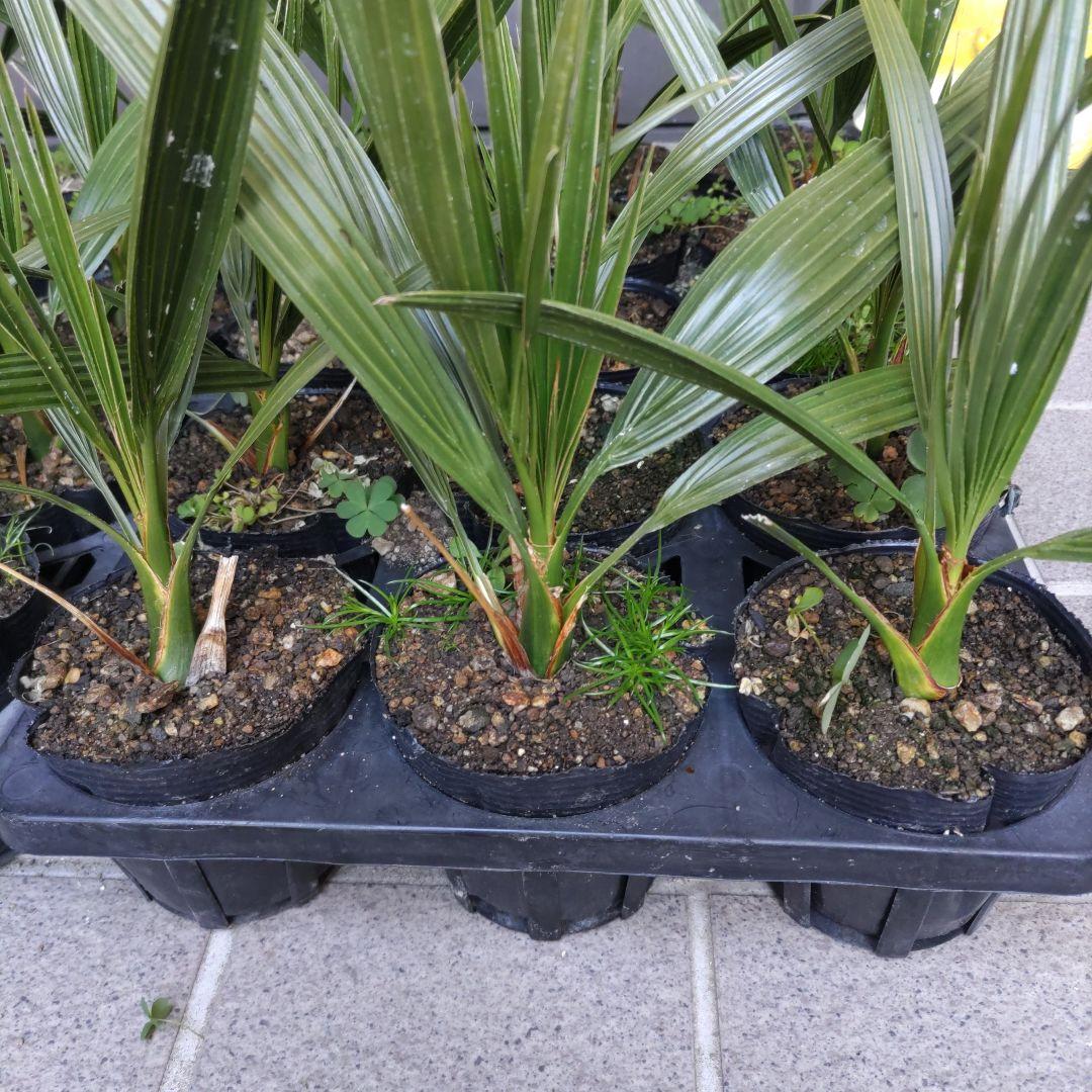 イエローグリーン　カナリーヤシの苗