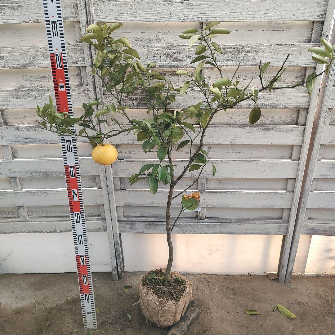 スイーティー 5年生 ラスト1本