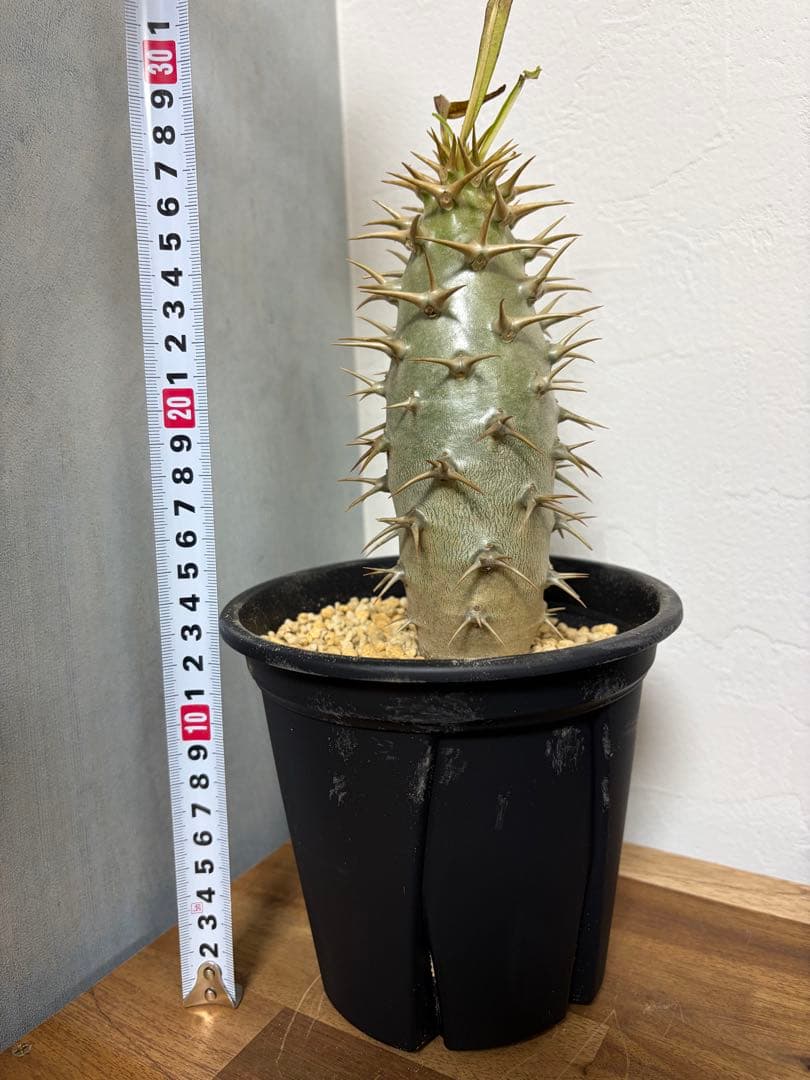 パキポディウム　アンボンゲンセ　良形