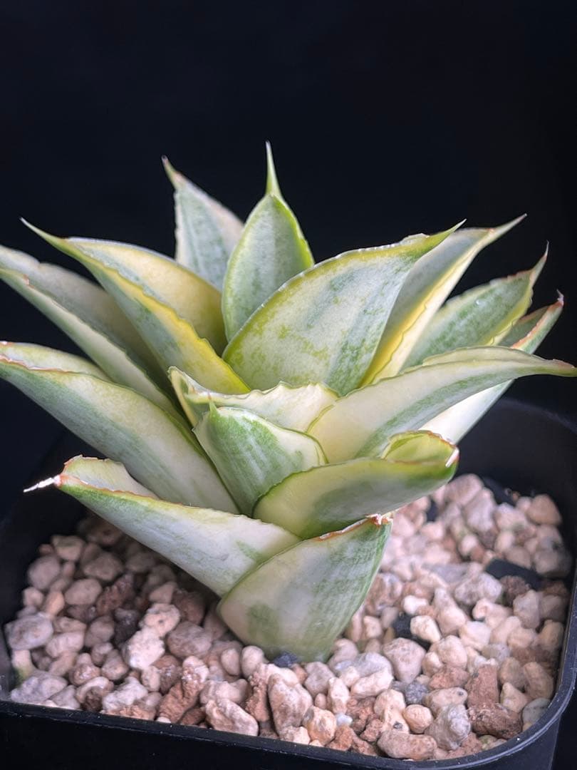 EMP サンセベリア パゴダ 斑入り / 選抜 SA358