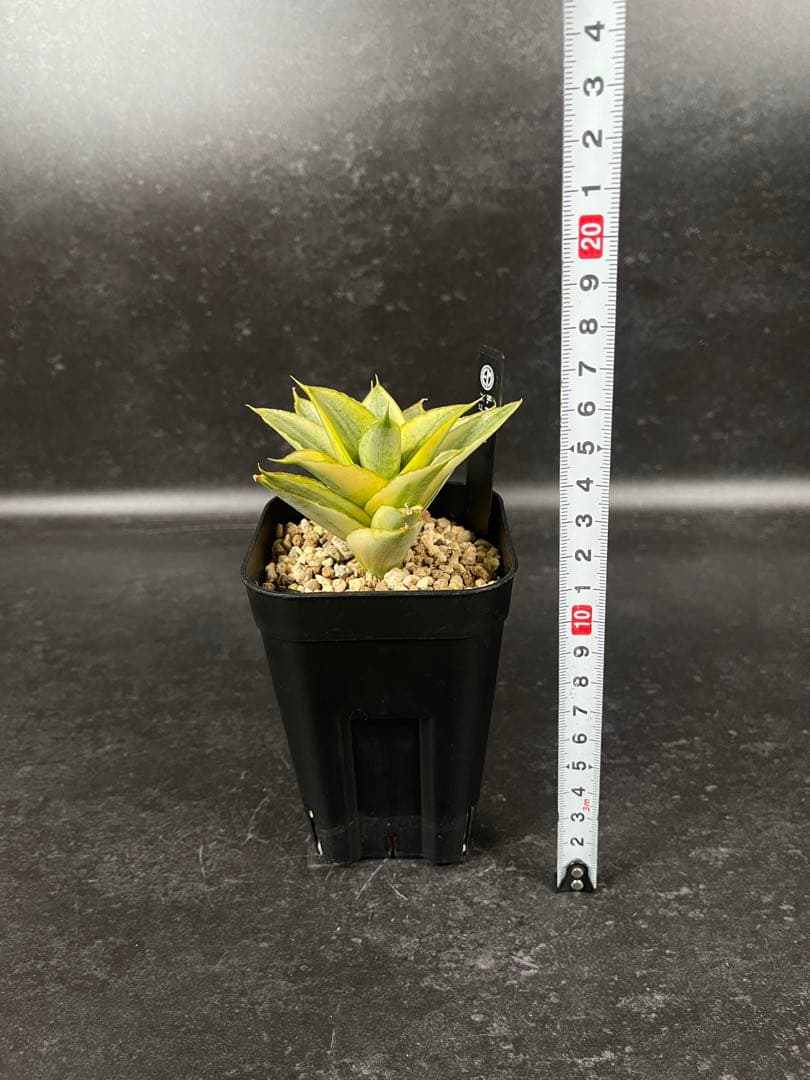 EMP サンセベリア パゴダ 斑入り / 選抜 SA358