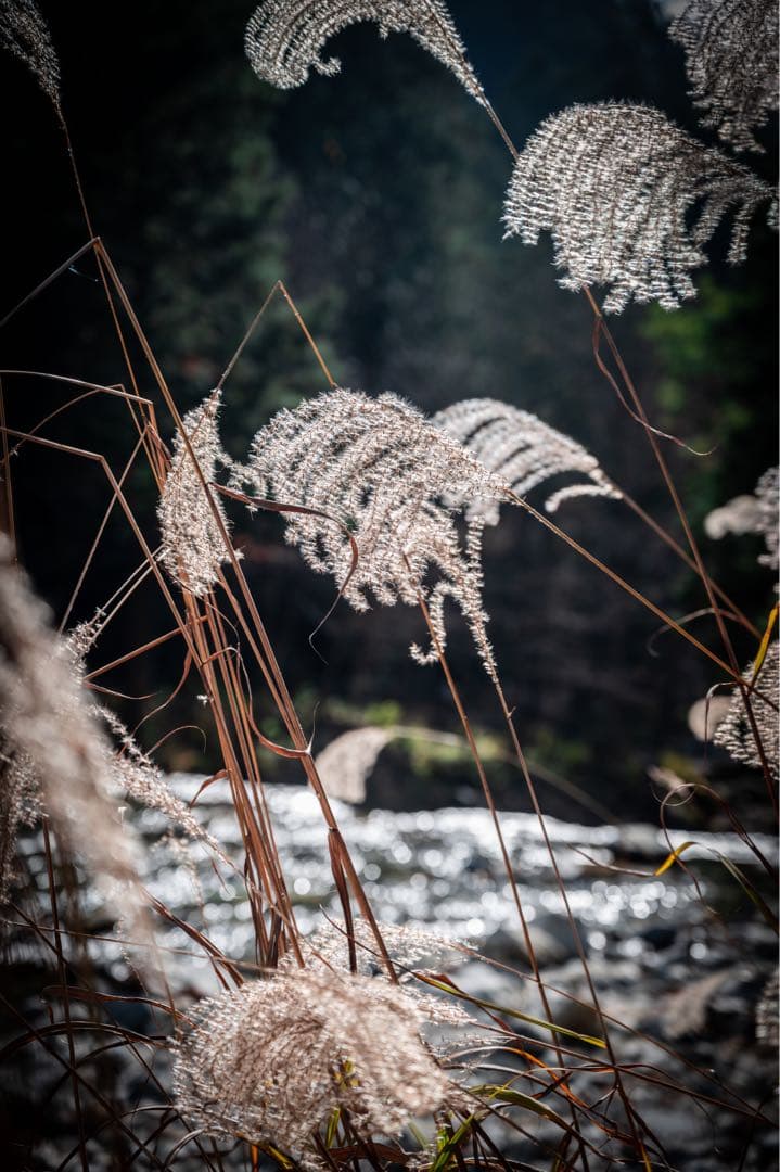 レンズ(ズーム) AF-S NIKKOR 24-70mm F/2.8G ED