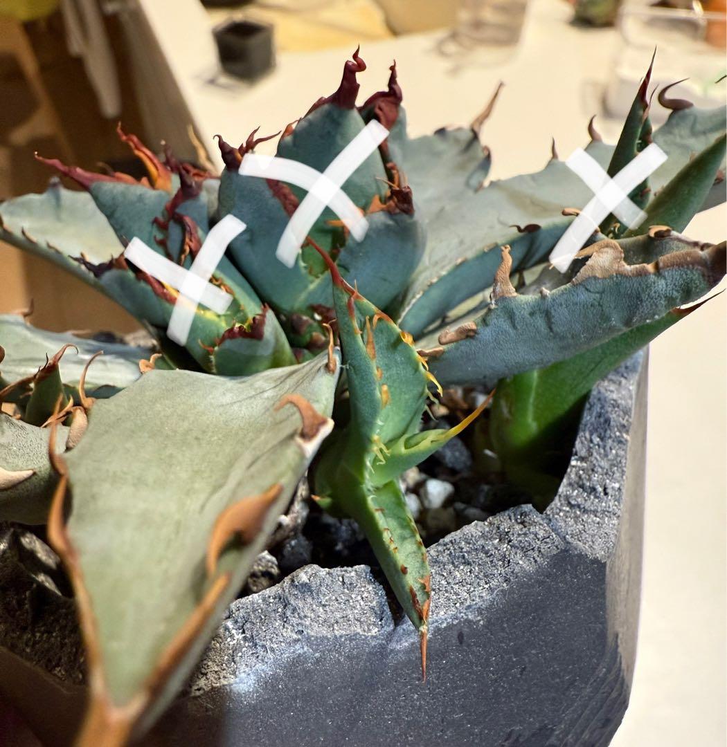 や*郎様 アガベ チタノタ BB × ユタエンシス hyb 子株【強ウネリ・青葉