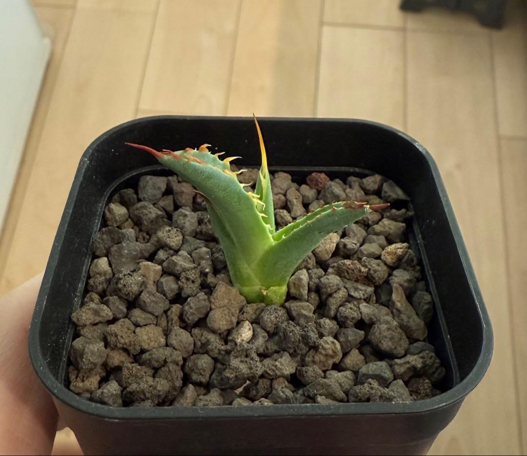 や*郎様 アガベ チタノタ BB × ユタエンシス hyb 子株【強ウネリ・青葉