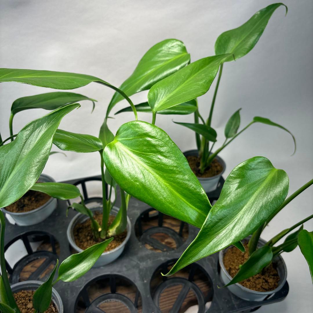 S*T様 5株セットms37モンステラ バールマルクスフレーム