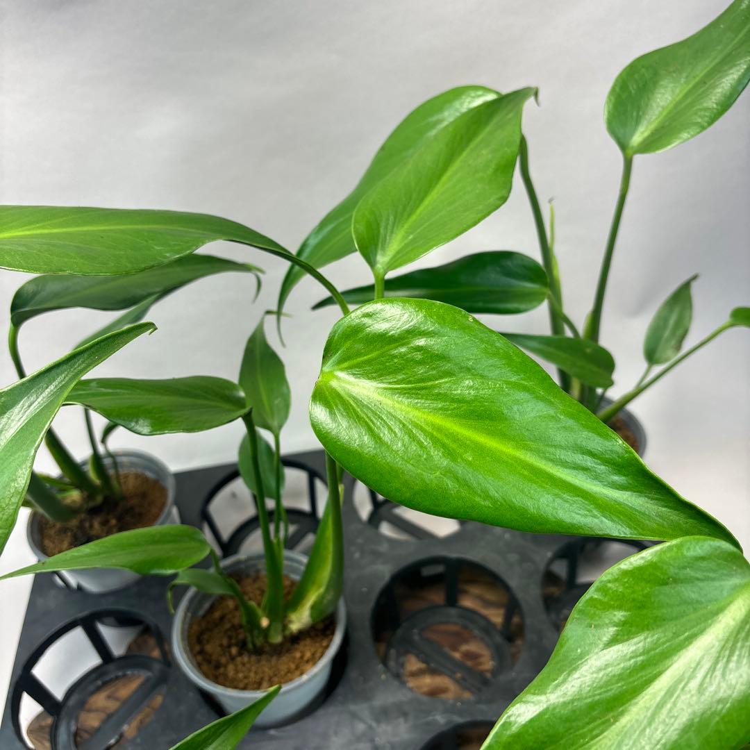 S*T様 5株セットms37モンステラ バールマルクスフレーム