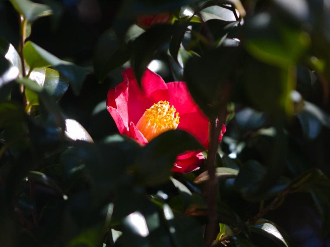 YASHICA ML MACRO 100mm F3.5 ヤシカレンズ(C/Y)