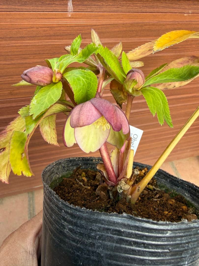 【未株分】大木ナーセリー クリスマスローズ プルプラ系オーレア交配