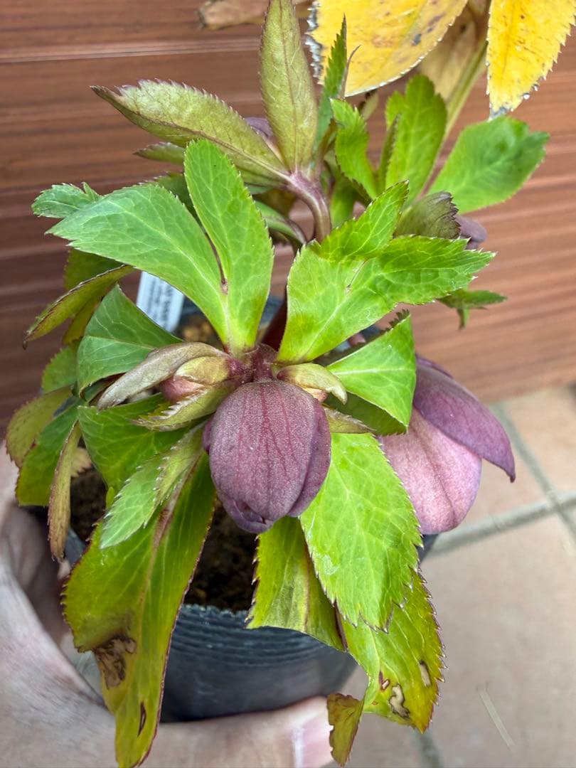 【未株分】大木ナーセリー クリスマスローズ プルプラ系オーレア交配