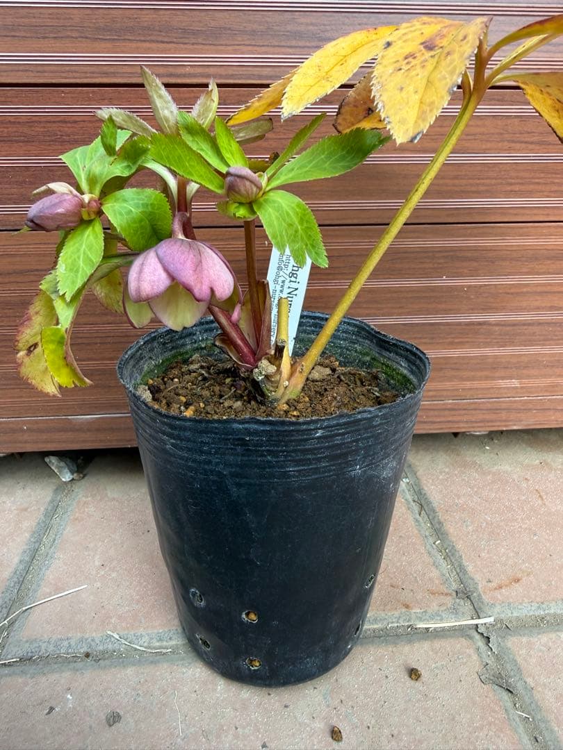 【未株分】大木ナーセリー クリスマスローズ プルプラ系オーレア交配