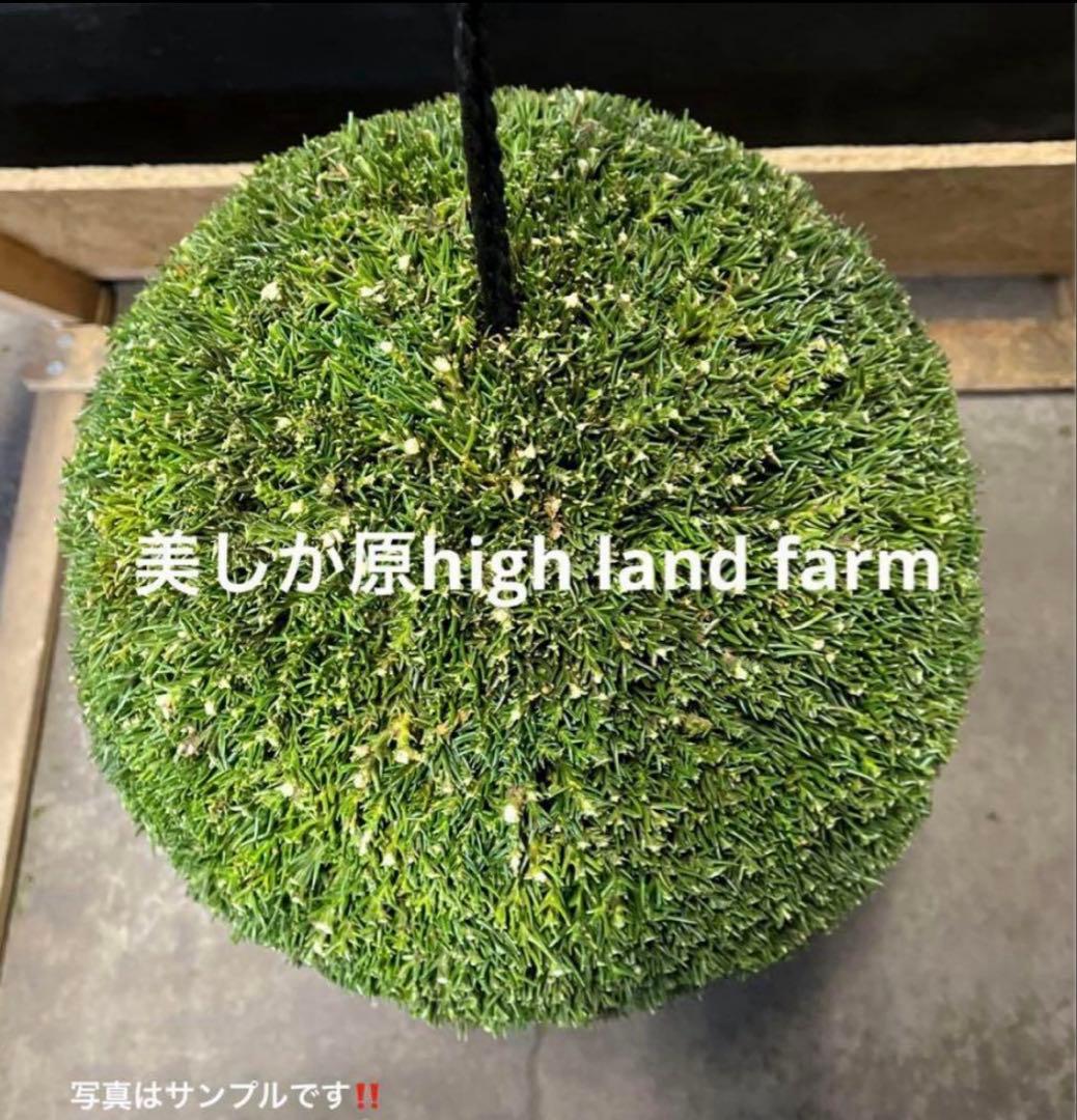 杉玉　約50センチ‼️１２月２０日以降の発送　ご希望　ワイヤーで　お客様ご注文品‼️