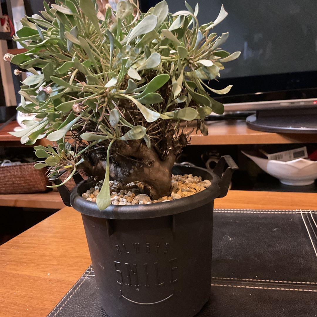 【良型】コレクション株　オトンナユーフォルビオイデス　現地球　冬型　発根済