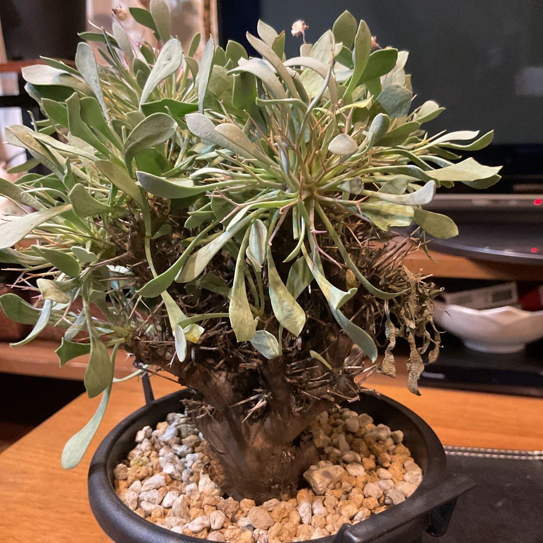 【良型】コレクション株　オトンナユーフォルビオイデス　現地球　冬型　発根済