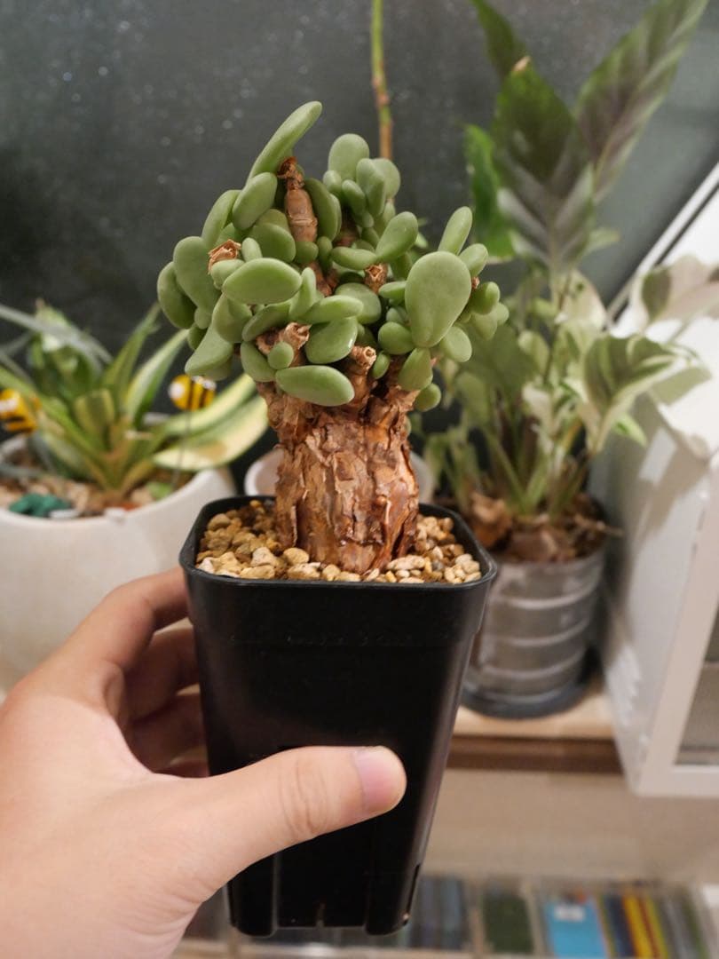 ケラリアピグマエア　現地株　発根済み