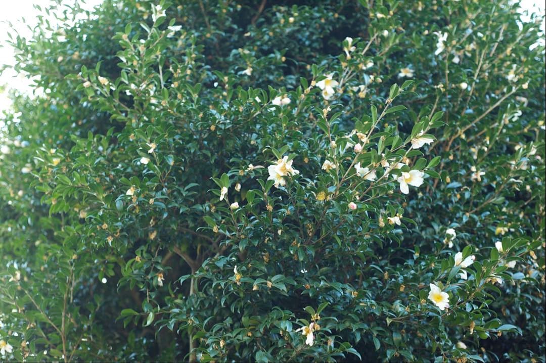 [美品] 作例有り。Nikon AF NIKKOR 50mm F1.8D