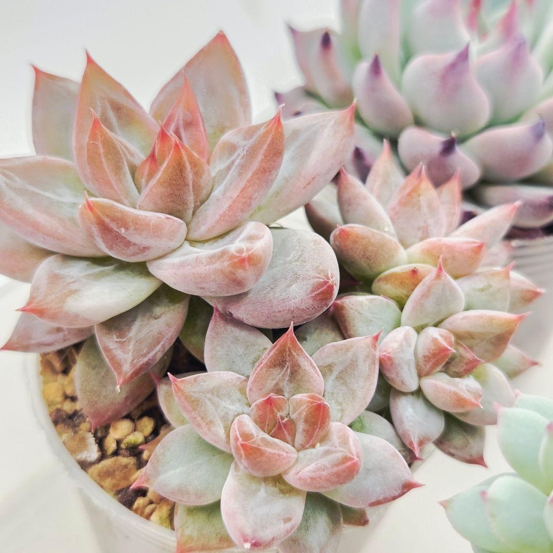 あ*か様 ㊶大きめ苗! 桜鬼❣️ちょこん❣️祭囃子❣️おらいさん発根済 6苗メル