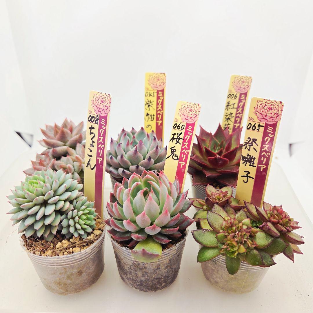 あ*か様 ㊶大きめ苗! 桜鬼❣️ちょこん❣️祭囃子❣️おらいさん発根済 6苗メル