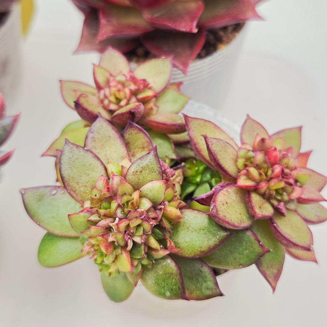 あ*か様 ㊶大きめ苗! 桜鬼❣️ちょこん❣️祭囃子❣️おらいさん発根済 6苗メル