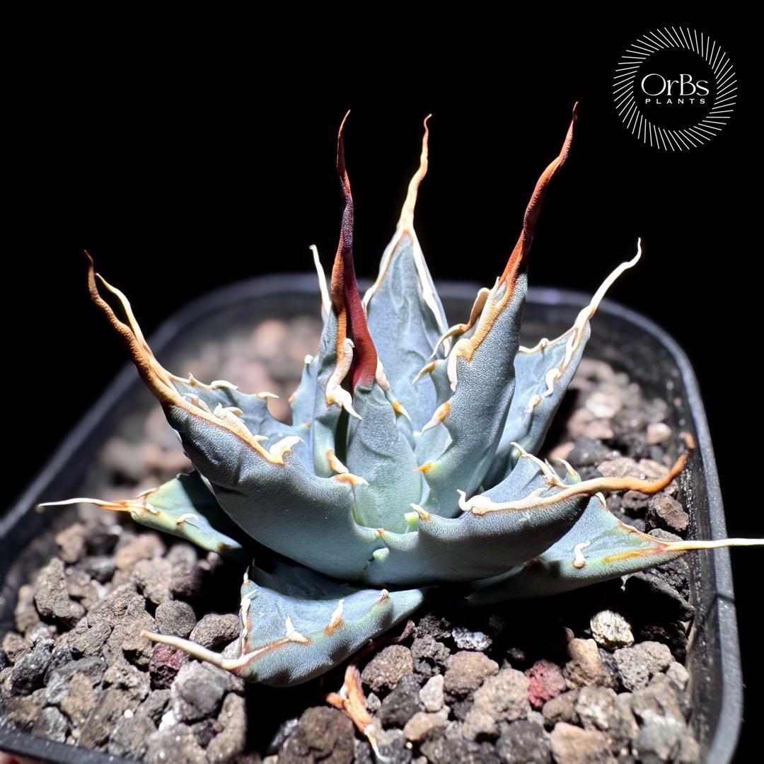 【実生】アガベ ユタエンシス エボリスピナ コークスクリュー 美形 微陽炎株