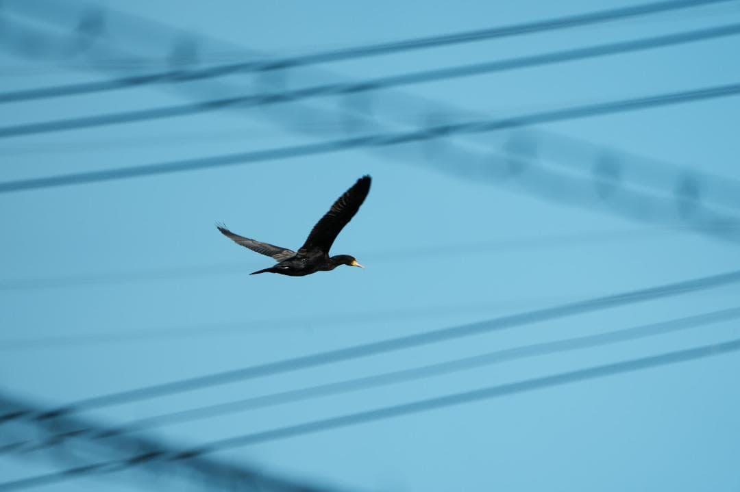 プロ仕様｜SONY SEL400800G 夢を現実にする超望遠の世界 625