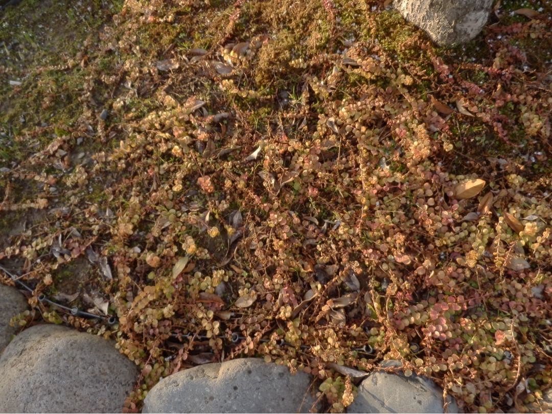 ☆動作OK コンデジ OLYMPUS SZ-20 バッテリー付き