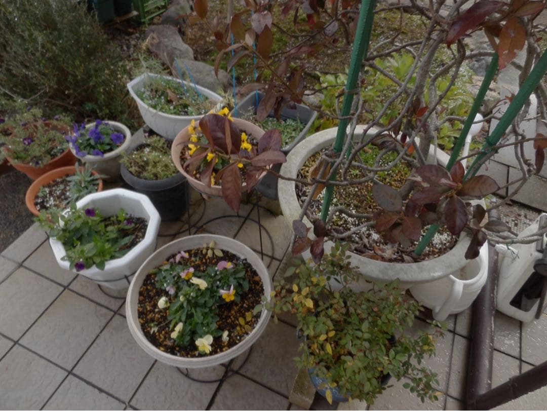 ☆動作OK コンデジ OLYMPUS SZ-20 バッテリー付き