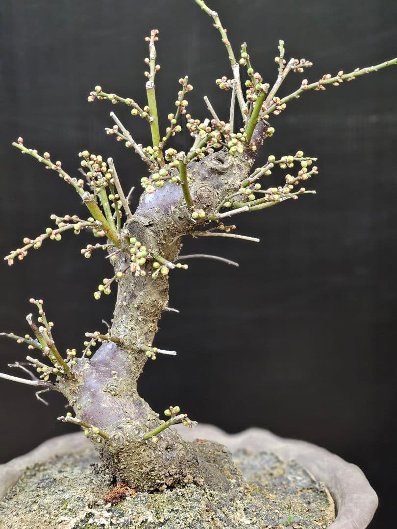 盆栽 今が旬 花梅 梅 【思いのままに】9号鉢 極上品 幹太 ほぼ蕾 写真現物