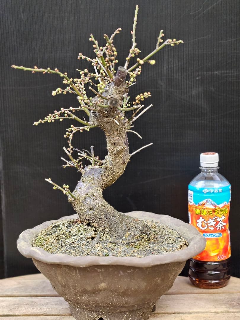 盆栽 今が旬 花梅 梅 【思いのままに】9号鉢 極上品 幹太 ほぼ蕾 写真現物