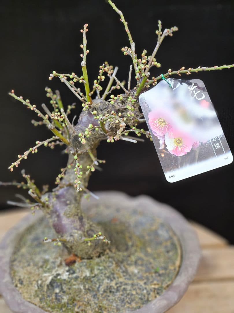 盆栽 今が旬 花梅 梅 【思いのままに】9号鉢 極上品 幹太 ほぼ蕾 写真現物