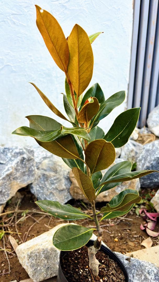 花芽付き♡リトルジェム64cm(鉢底から)