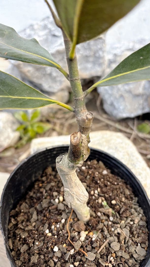 花芽付き♡リトルジェム64cm(鉢底から)